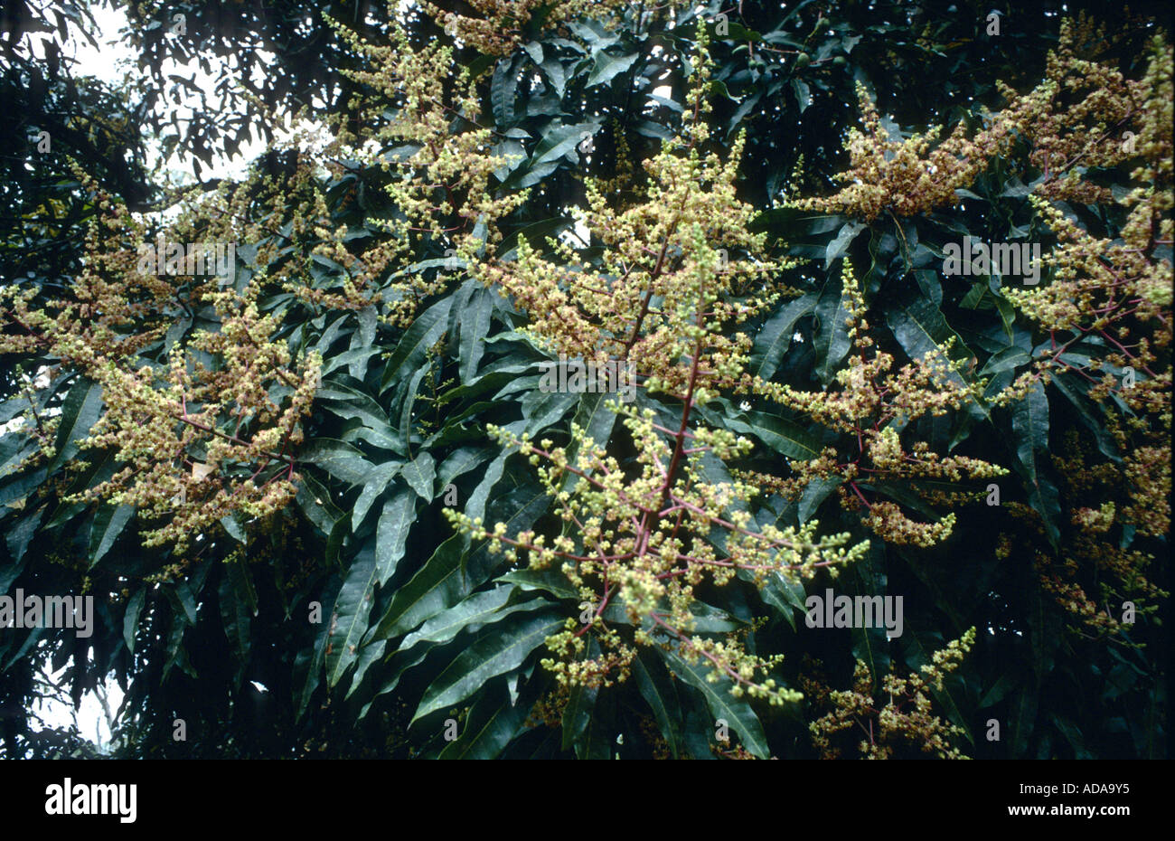 Mango (Mangifera indica), árbol de flor Foto de stock
