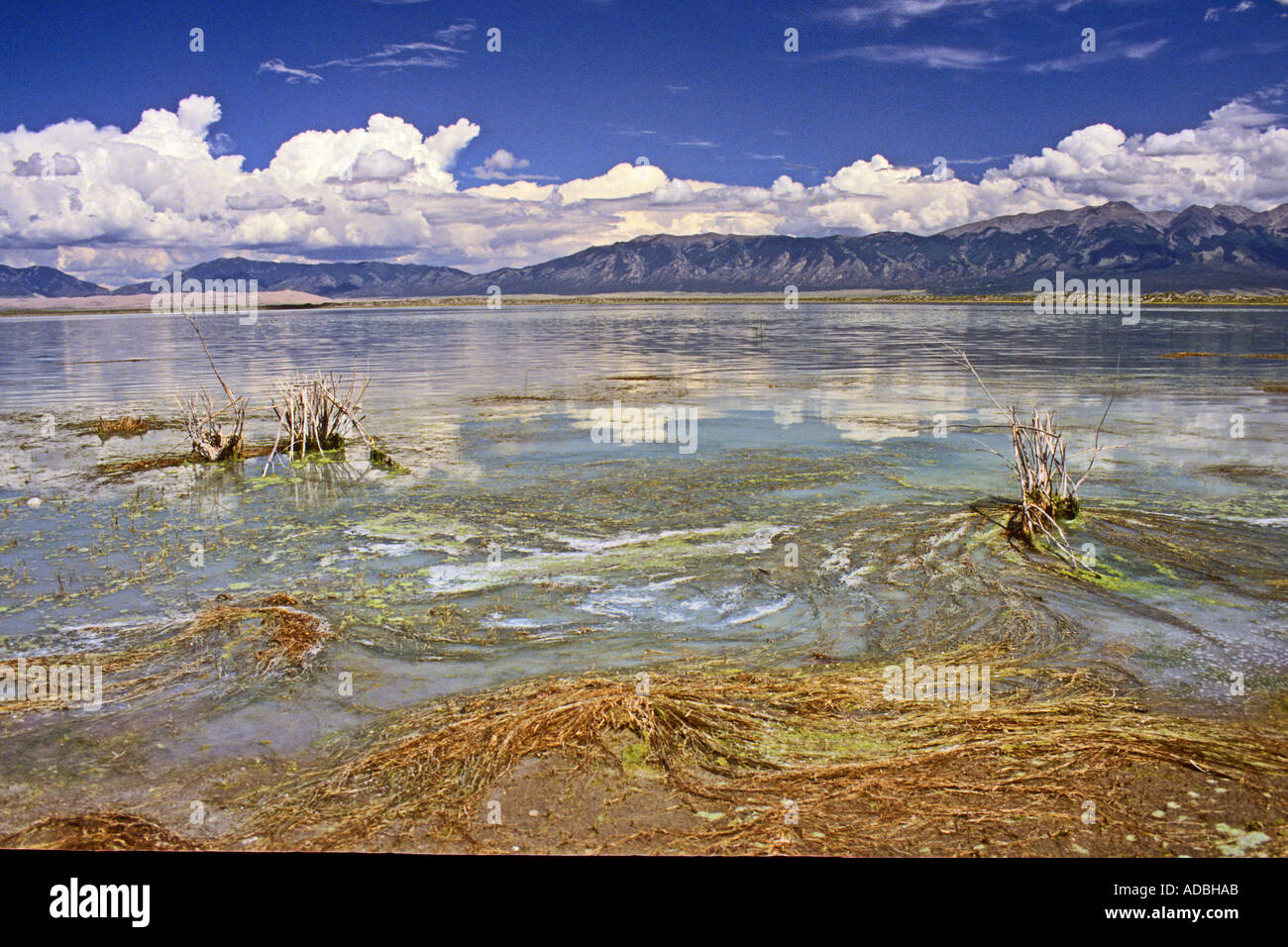 Las algas y sal en el borde de los lagos de San Luis con las montañas de Sierra Blanca Colorado, EE.UU. Foto de stock