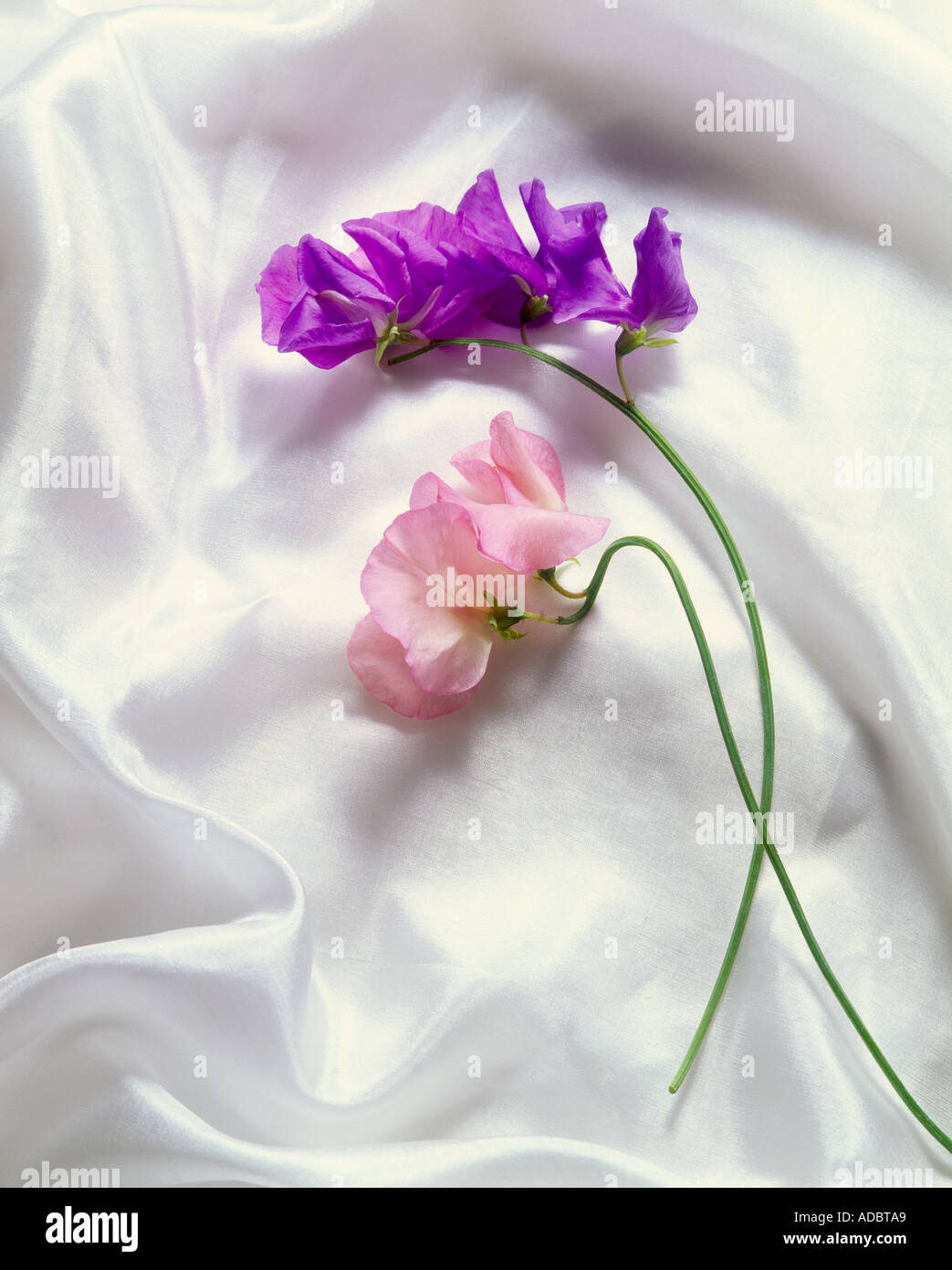 Guisantes dulces flores fotografías e imágenes de alta resolución - Alamy