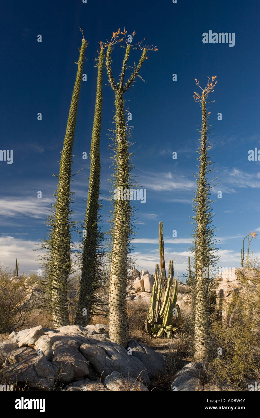 Boojum árboles (Fouquieria columnaris) en la parte rica de cactus del desierto de Sonora en el lado oeste de la península de Baja California, México Foto de stock