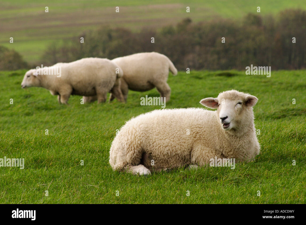 Las ovejas pastan en un campo en el South Downs sudeste de Inglaterra Foto de stock