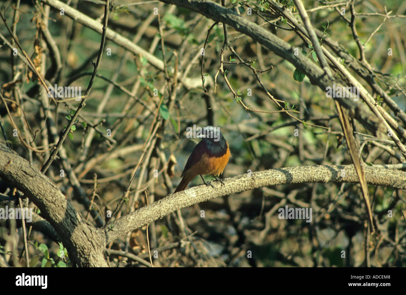 Hodgson's Redstart Phoenicurus hodgsoni encaramado en Bush Foto de stock