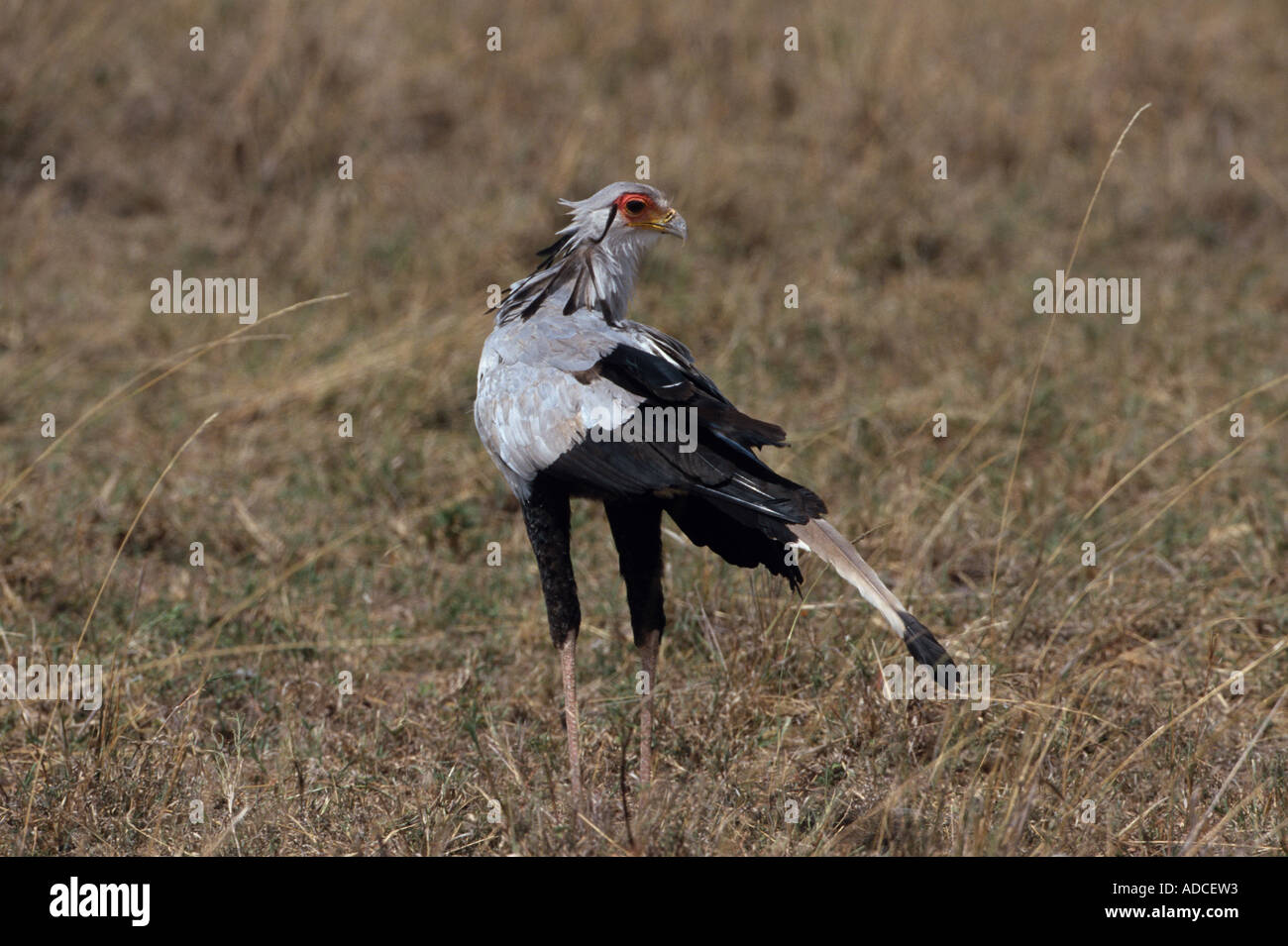 Secretario Bird Sagittarius serpentarius Kenya Foto de stock