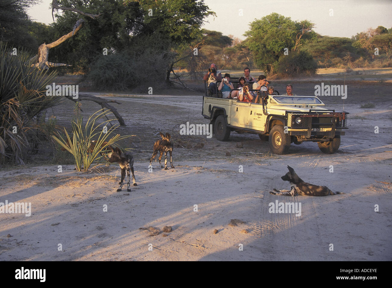 Fotografía turistas fotografiando perros salvajes africanos Lycaon pictus Botswana Foto de stock