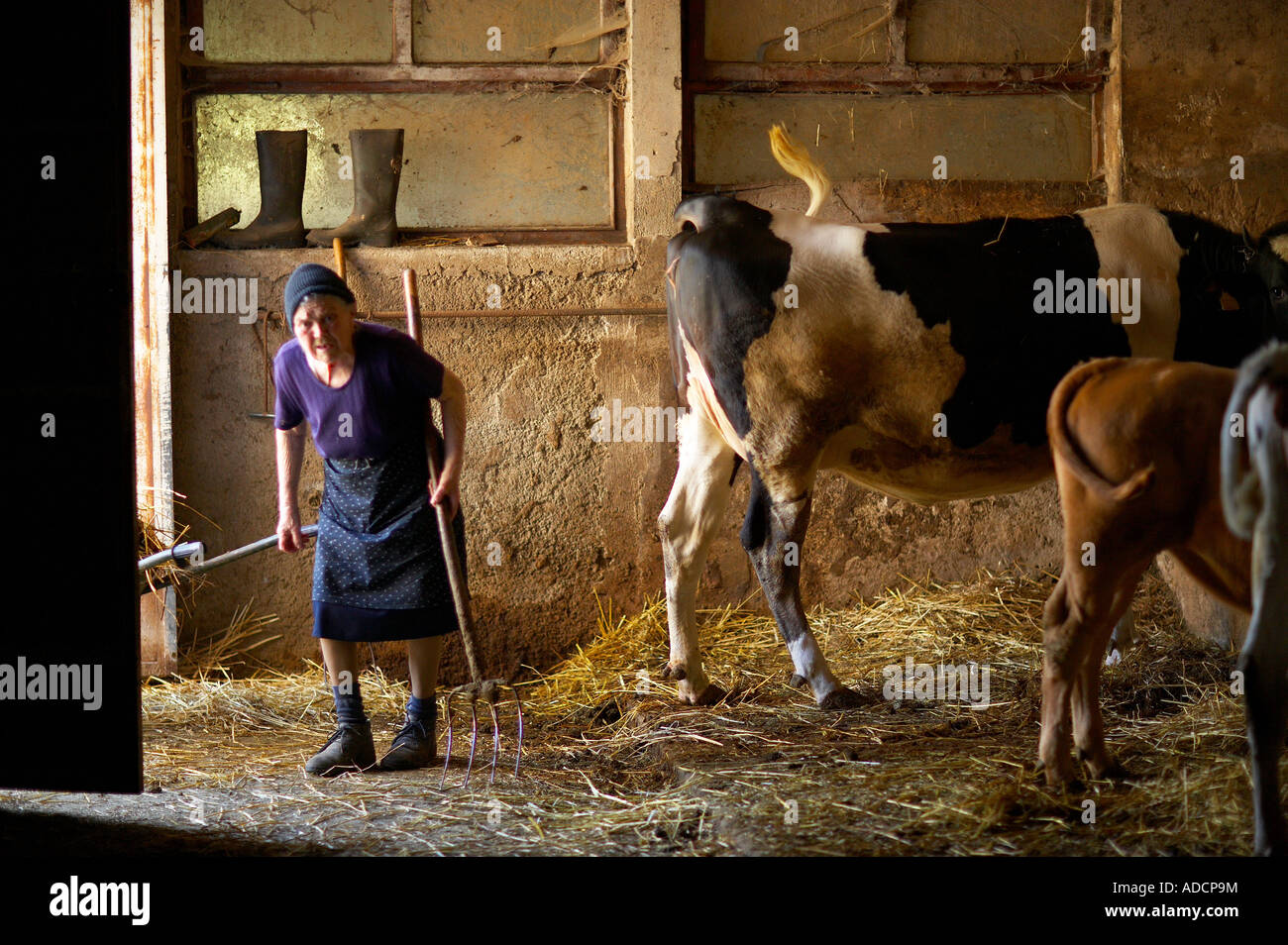 Una mujer en una área de ordeño en una granja cerca de Preci Umbria Italia NR Foto de stock