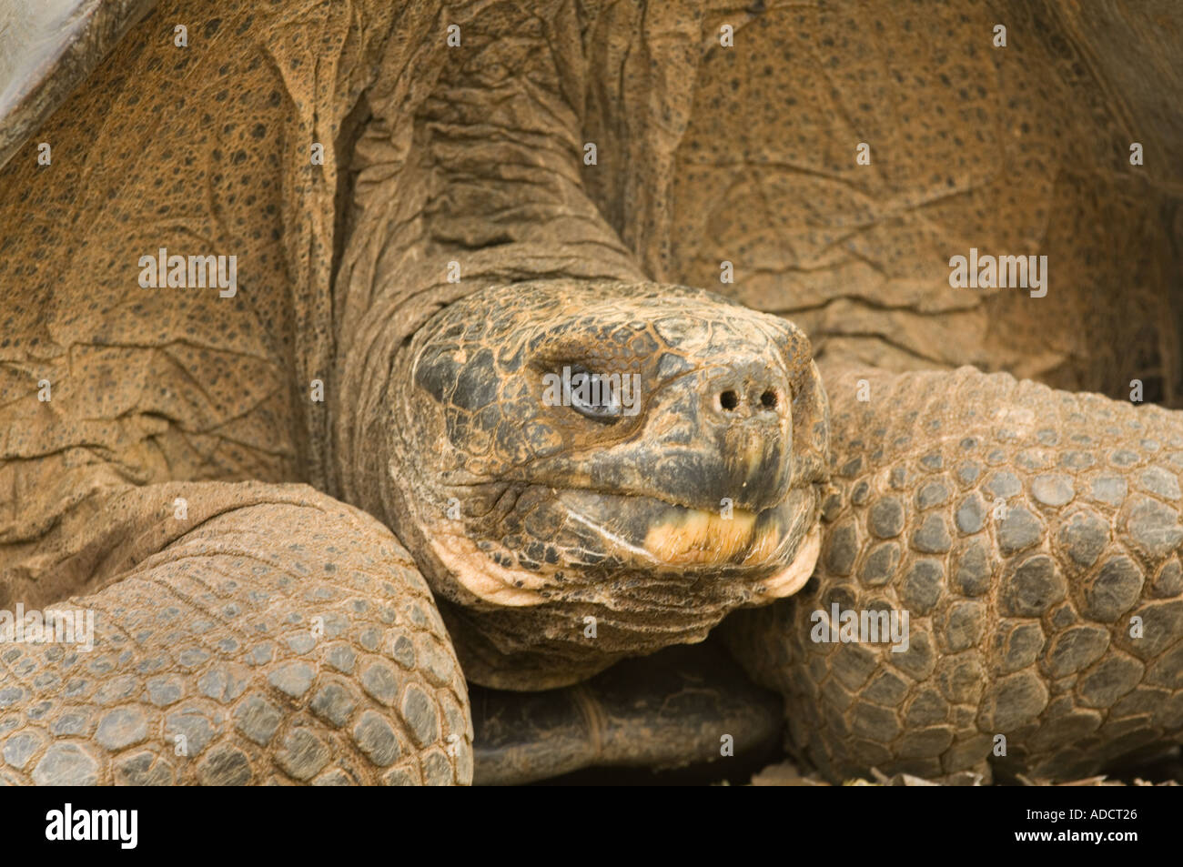 La tortuga gigante de Galápagos, Geochelone elephantopus, Islas Galápagos, Ecuador, Sudamérica Foto de stock
