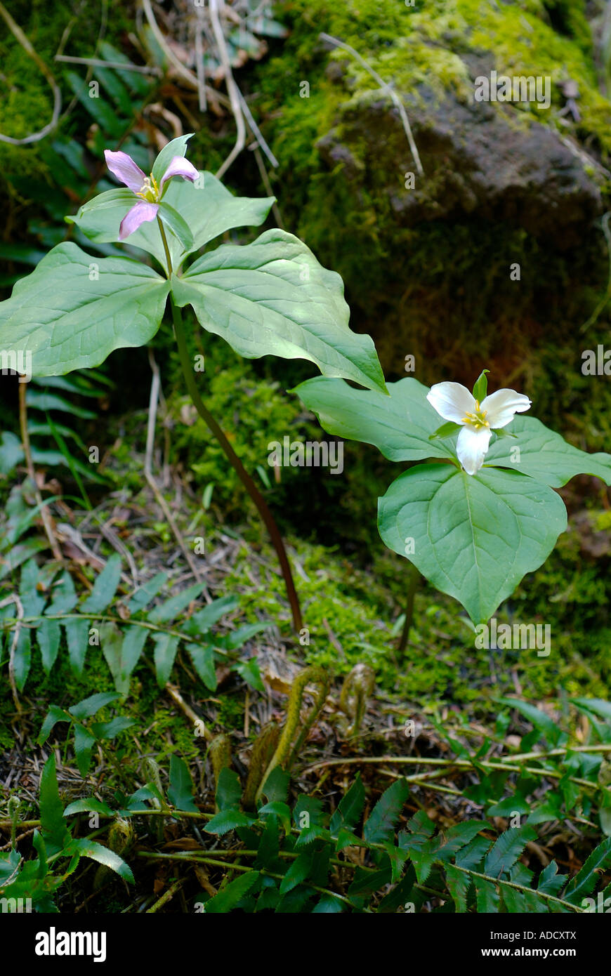 Western Trillium Trillium ovatum en flor de la primavera de 2007 Foto de stock