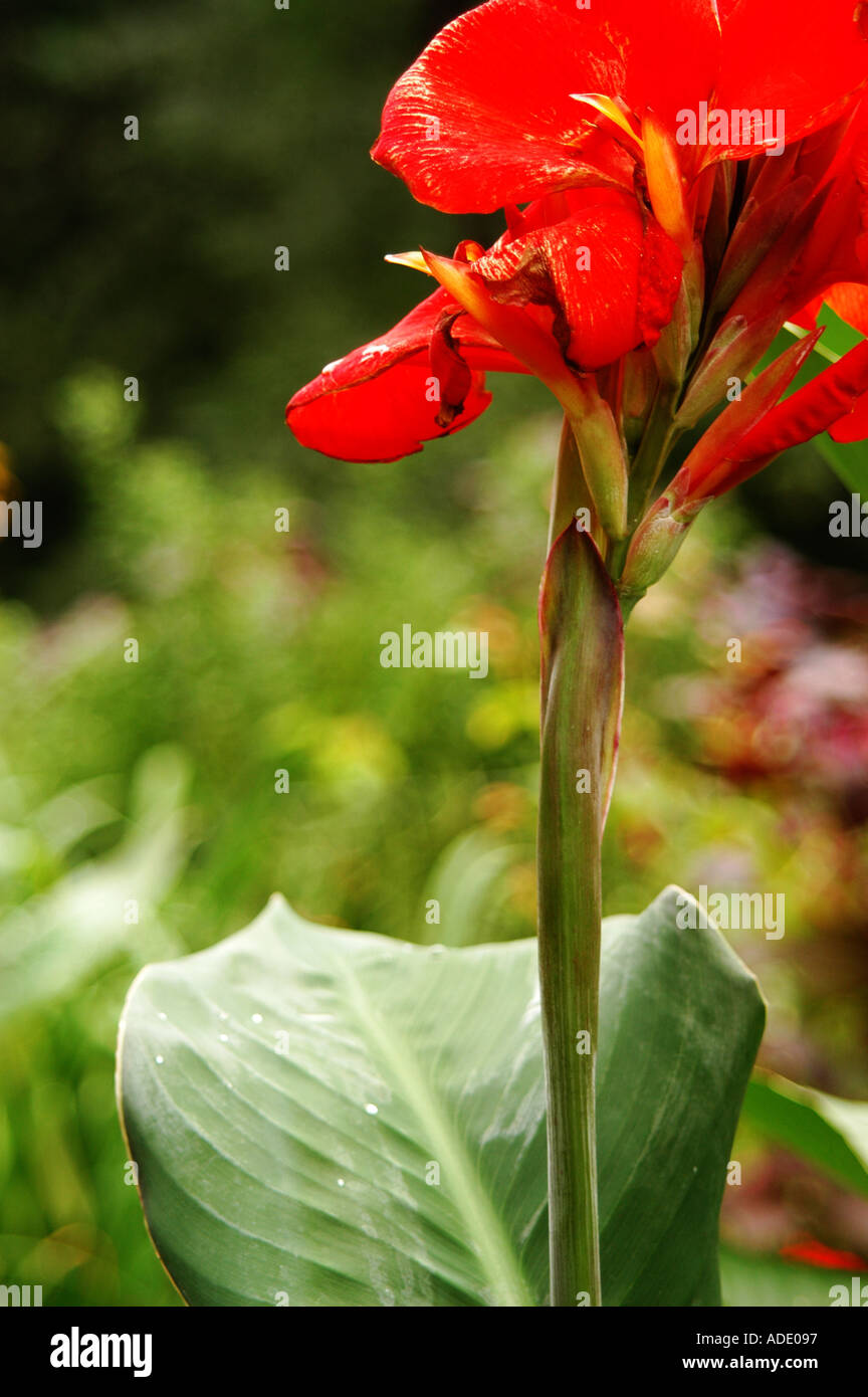 Flor de Lis rojo cana y hoja Fotografía de stock - Alamy