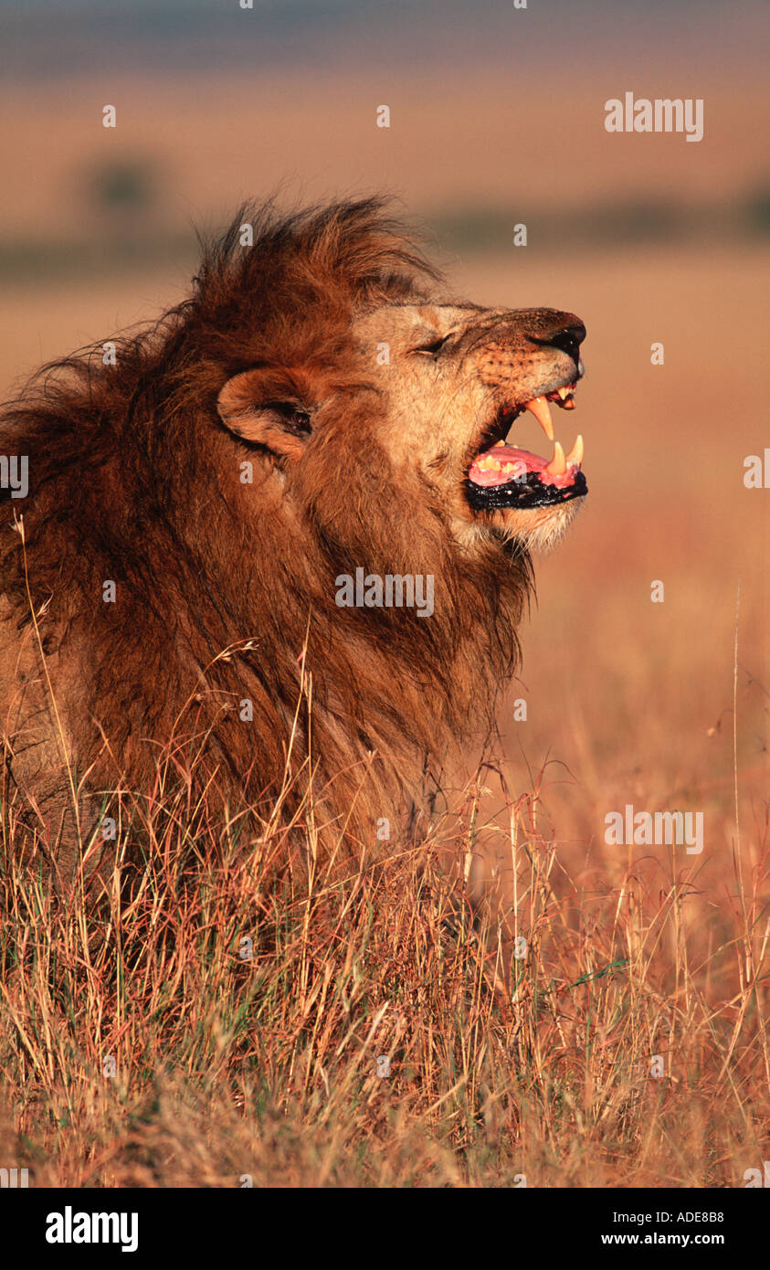 Panthera leo el león macho en acto de flehmen comportamiento mostrado donde otro gato ha marcado territorio nacional Masaai Mara reserv Foto de stock