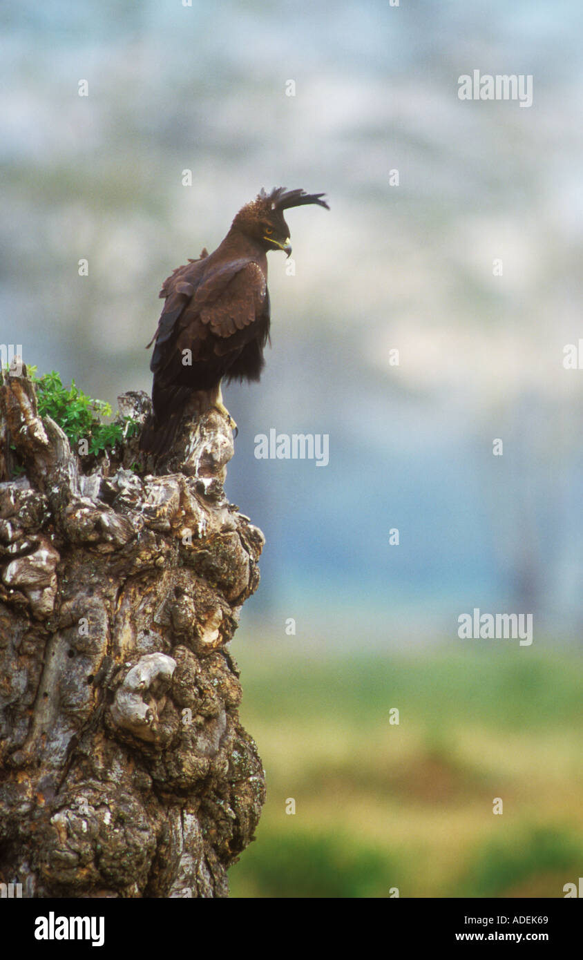 En forma de águila fotografías e imágenes de alta resolución - Página 4 -  Alamy