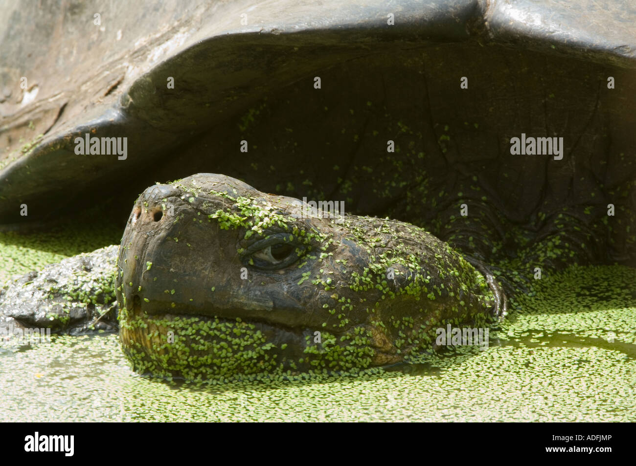 Tortuga Gigante de las Galápagos (Geochelone elephantopus porteri) se sumerge en la piscina con la lemna, El Chato, Santa Cruz, Galápagos Foto de stock
