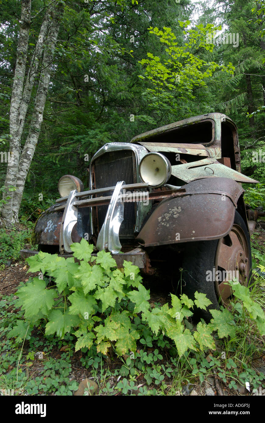 Viejos vehículos abandonados es reclamada por el bosque lentamente Foto de stock