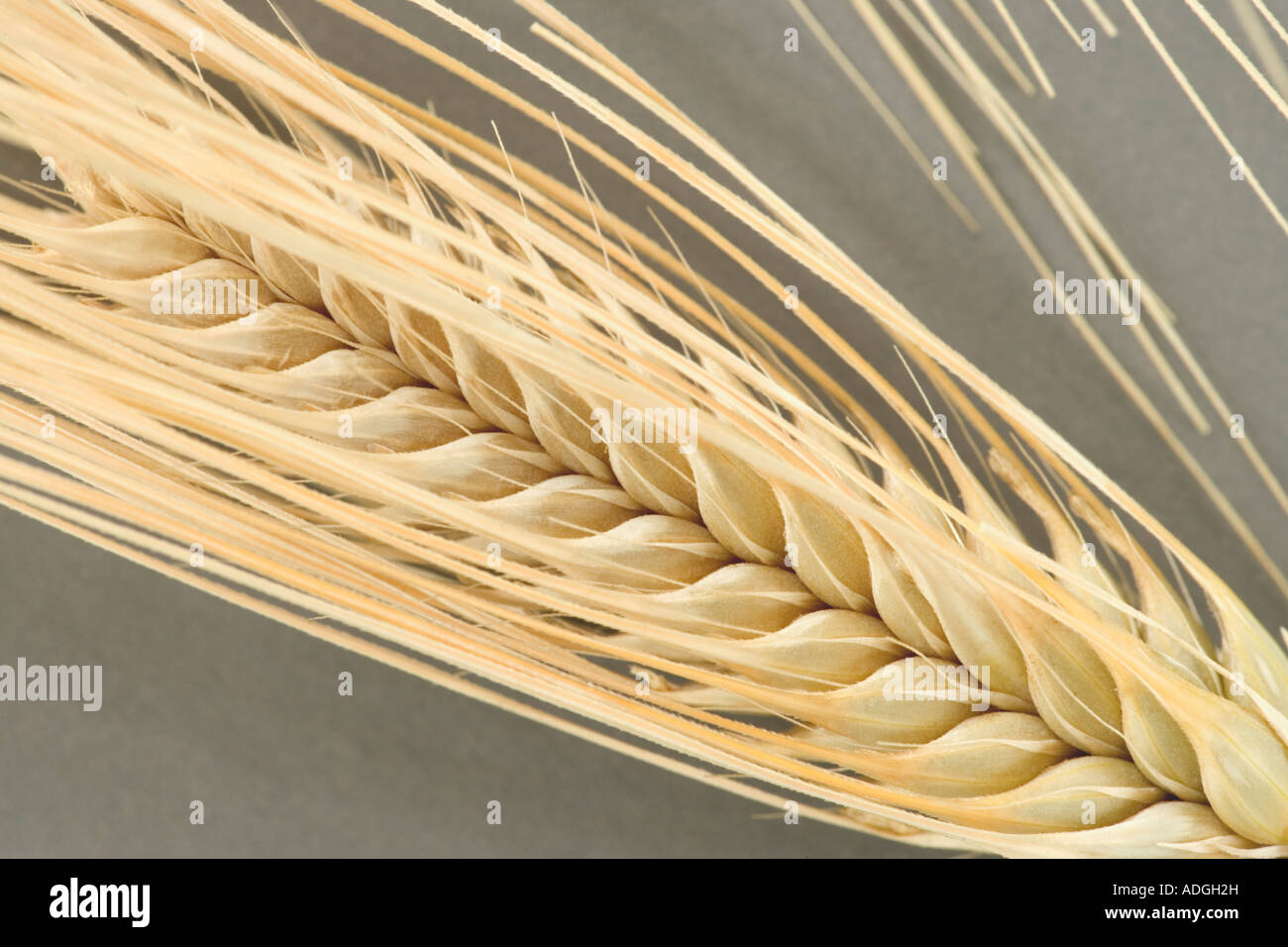 Cuatro filas Barley madura 'Hordeum vulgare'. Foto de stock