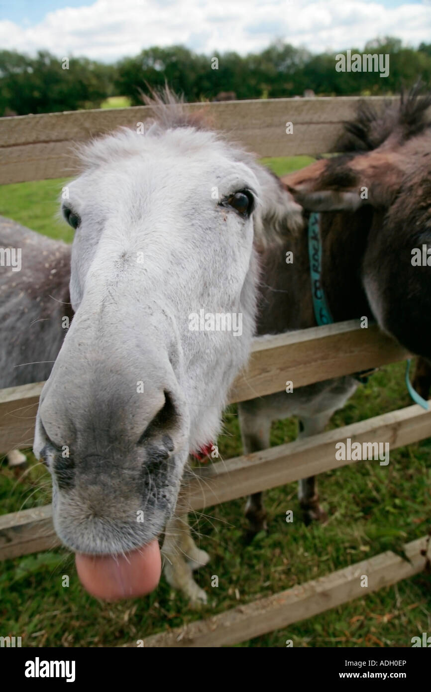 Burro (Equus africanus asinus) mirando la cámara y sacando su lengua mientras se pomaba la
