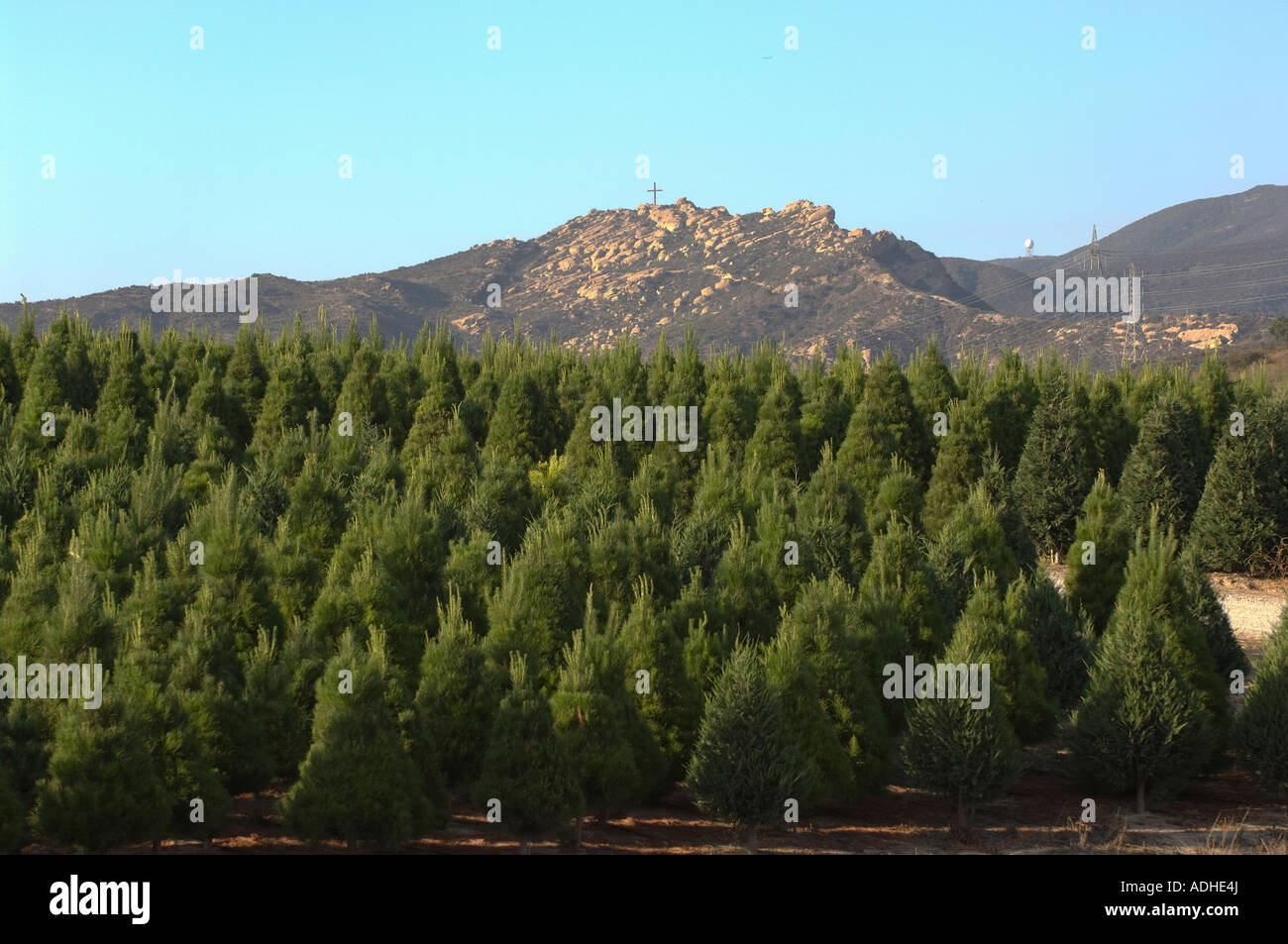 Southern California Orange County Christmas tree farm con montañas de fondo Foto de stock