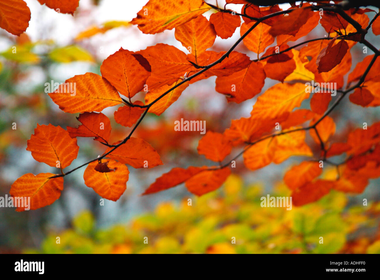 Colores de otoño colores de otoño en las hojas del árbol de hayas 'Fagus sylvatica' Inglaterra GB Islas Británicas Foto de stock