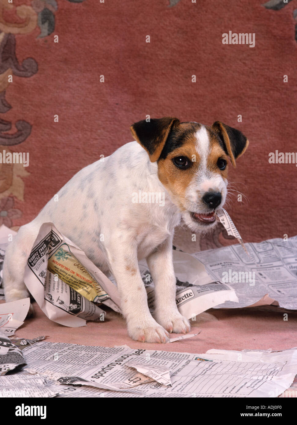 Jack Russell Terrier cachorro en humor destructivo Fotografía de stock -  Alamy