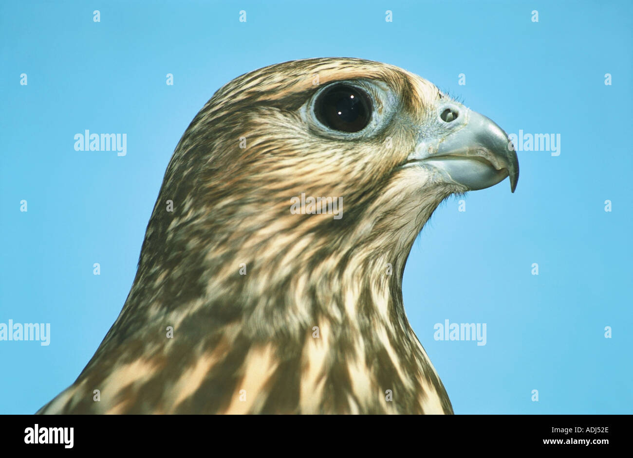 Halcón Sacre Falco cherrug Altai en Rusia Foto de stock