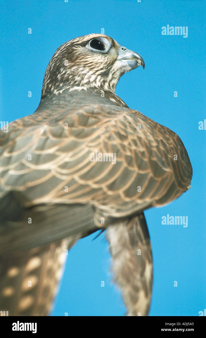 Halcón Sacre Falco cherrug Altai en Rusia Foto de stock