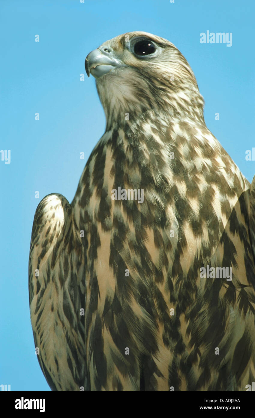 Halcón Sacre Falco cherrug Altai en Rusia Foto de stock