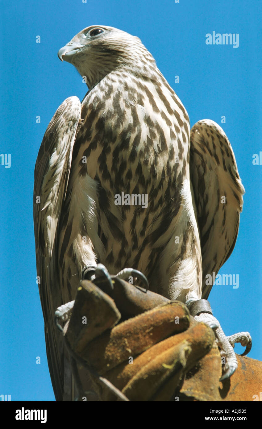 Halcón Sacre Falco cherrug Altai en Rusia Foto de stock