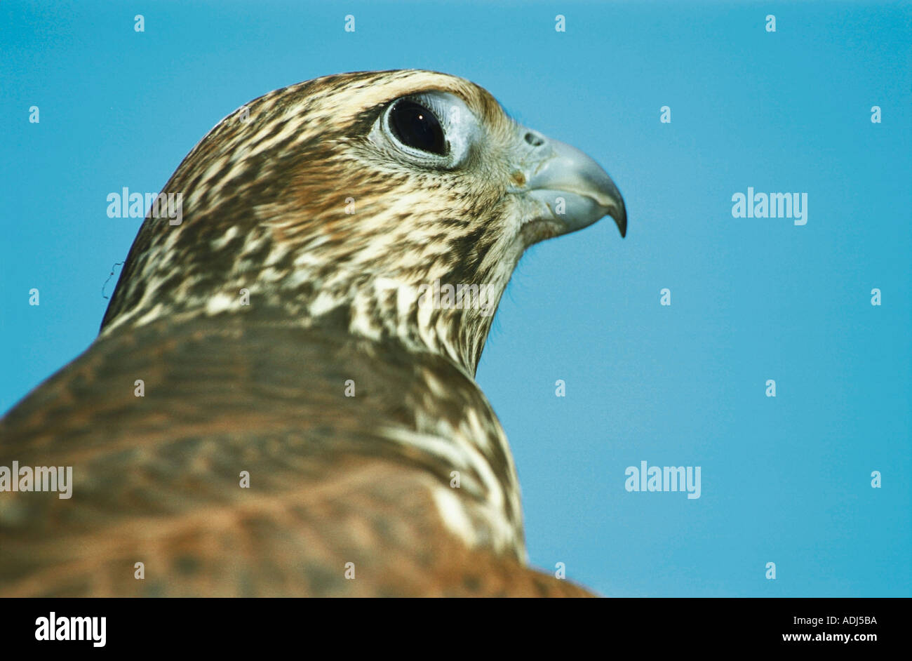 Halcón Sacre Falco cherrug Altai en Rusia Foto de stock