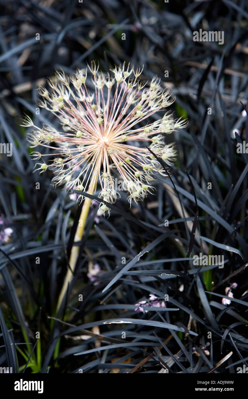 Allium christophii Ophiopogon planiscapus cabeza semillas entre 'Nigrescens' hierba. Estrellas de semillas secas de Persia pod Foto de stock