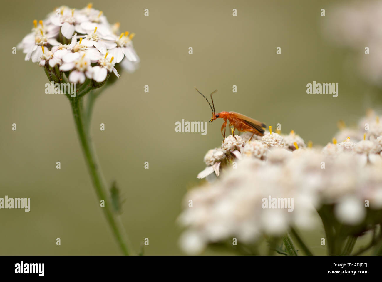 'Soldier beetle'on 'white milenrama' Flor Foto de stock