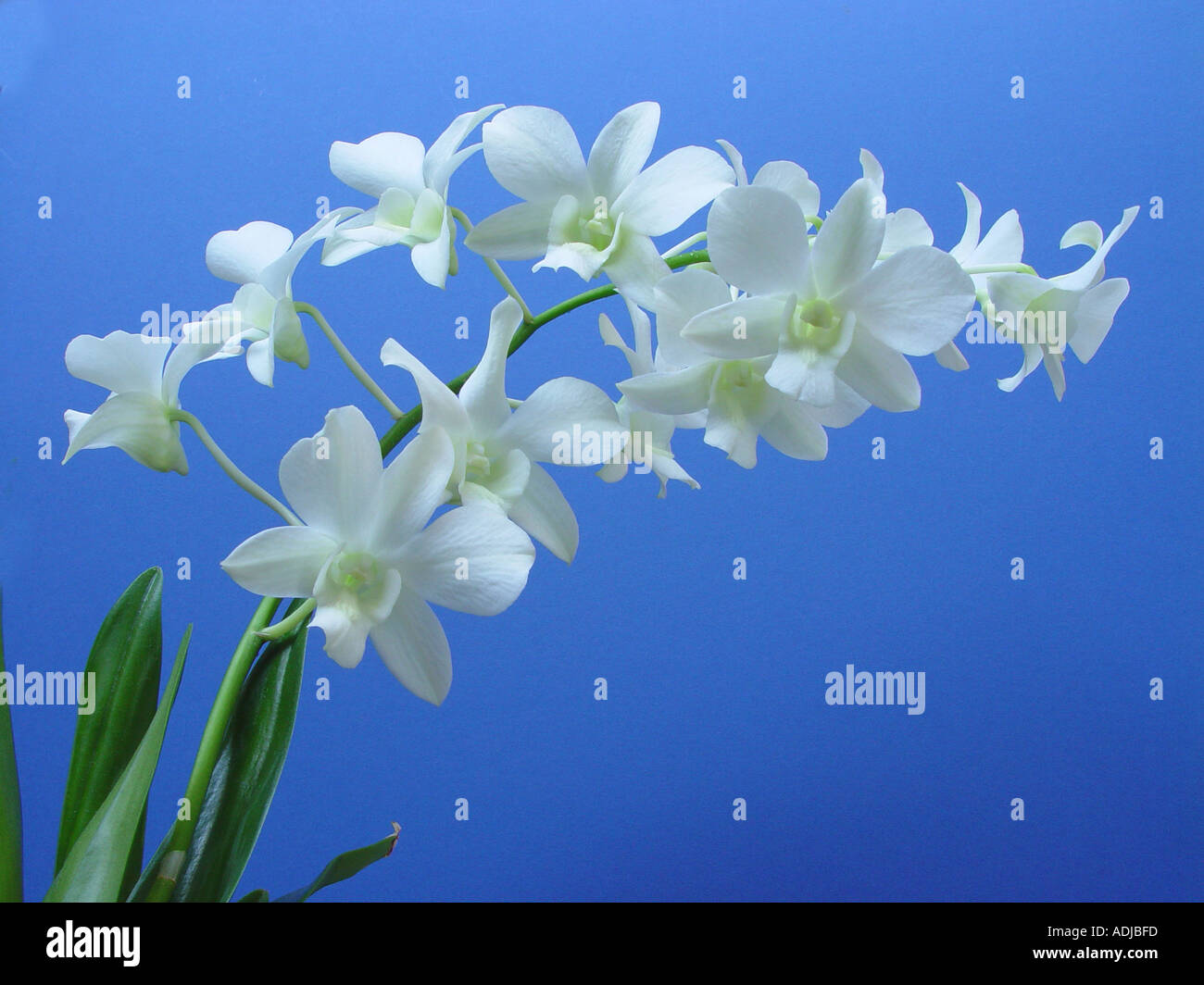 Orquidea Dendrobium blanco sobre fondo azul Fotografía de stock - Alamy