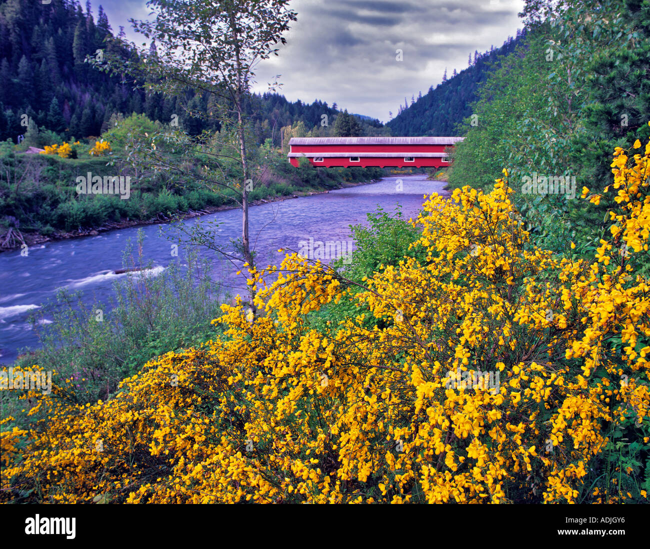 Puente de oficina con scotch broom en flor Westfir Oregon Foto de stock