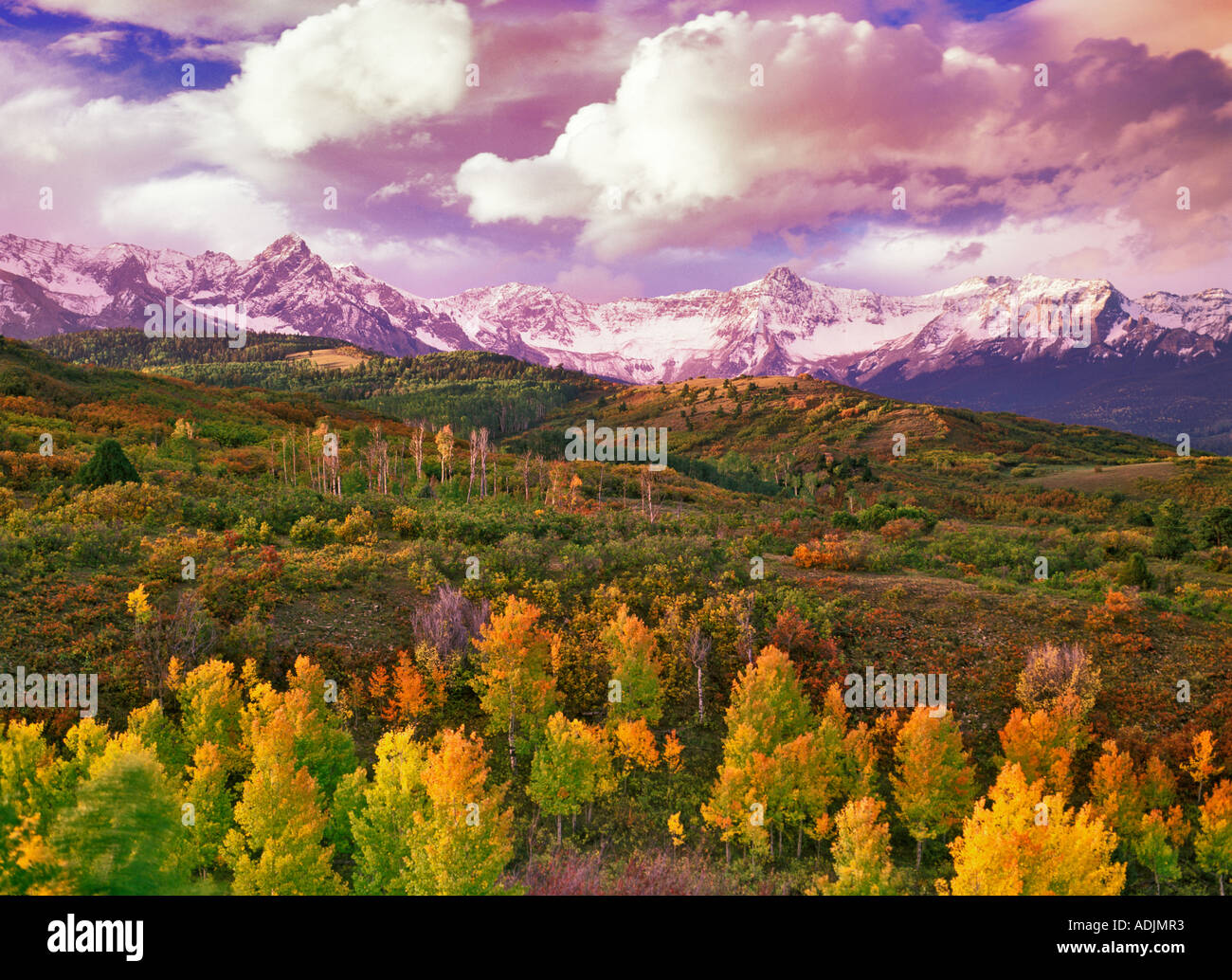 Álamos en otoño de color Montañas San Juan Uncompahgre National Forest Colorado Foto de stock
