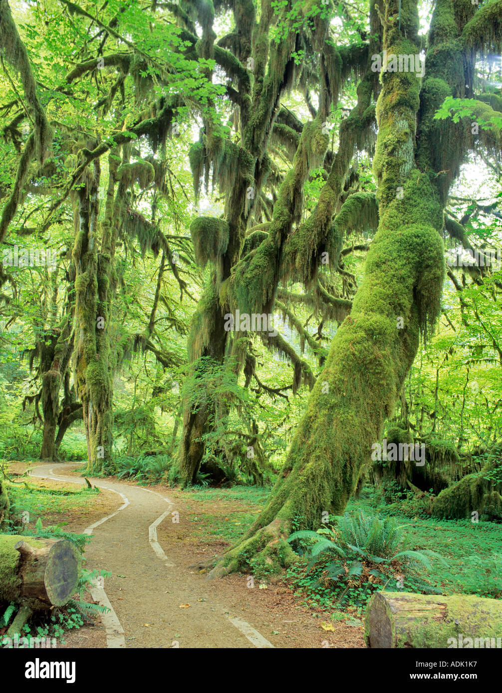 Arces cubiertas de musgo Hoh Rain Forest Olympic National Park Washington Foto de stock