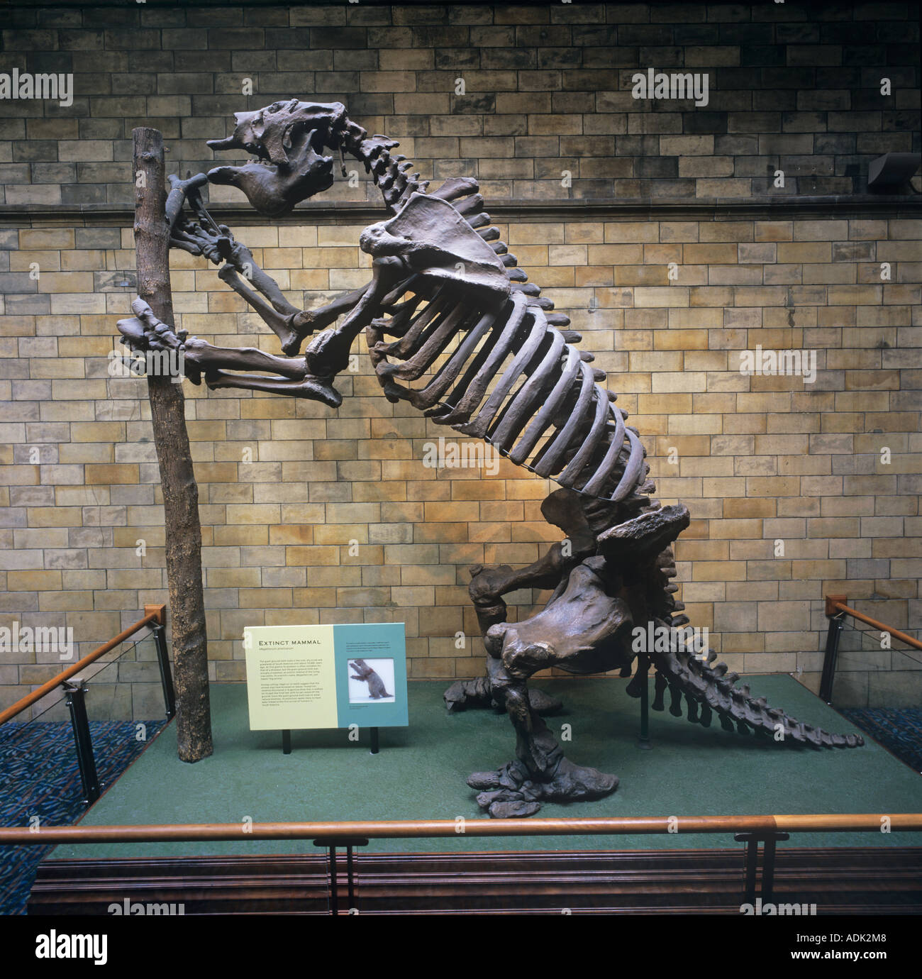 Megatherium americanum Ground Sloth gigante Foto de stock