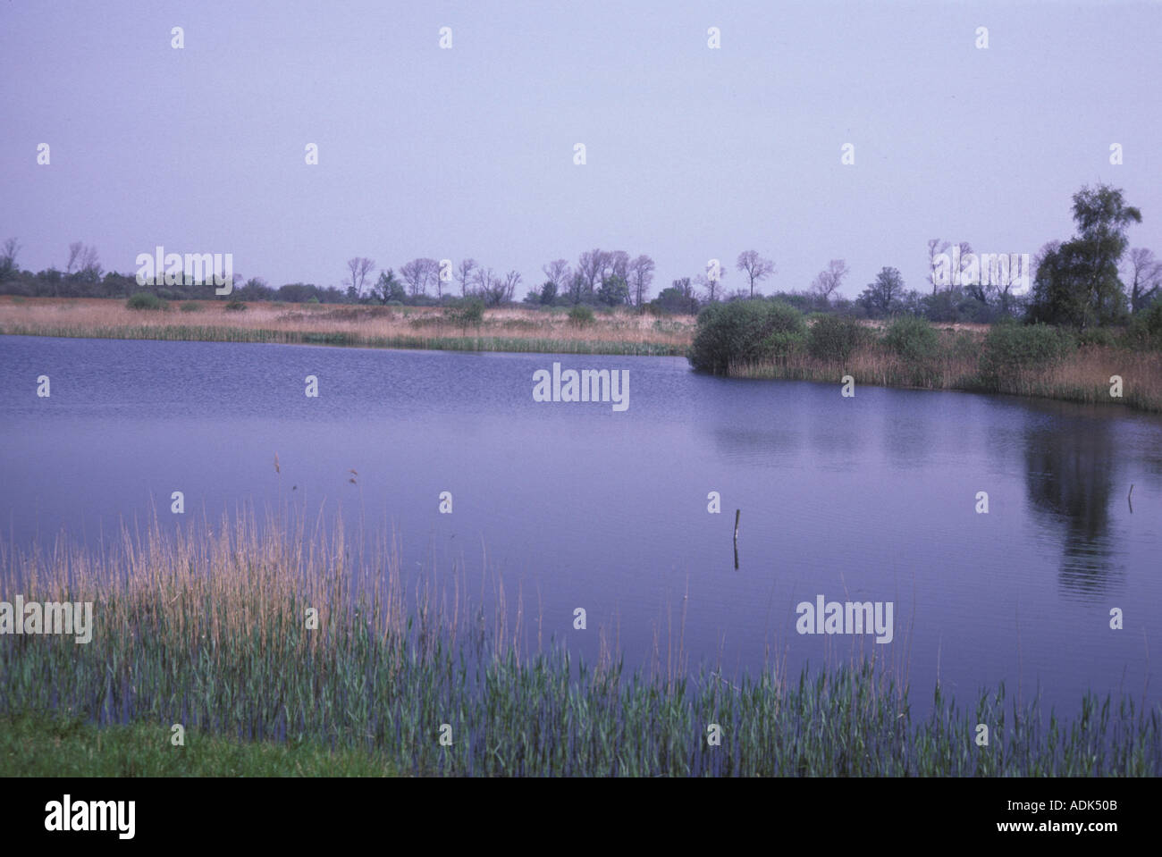 Mirando a través de la conservación de las reservas de agua Fen Woodwalton Hunts Foto de stock