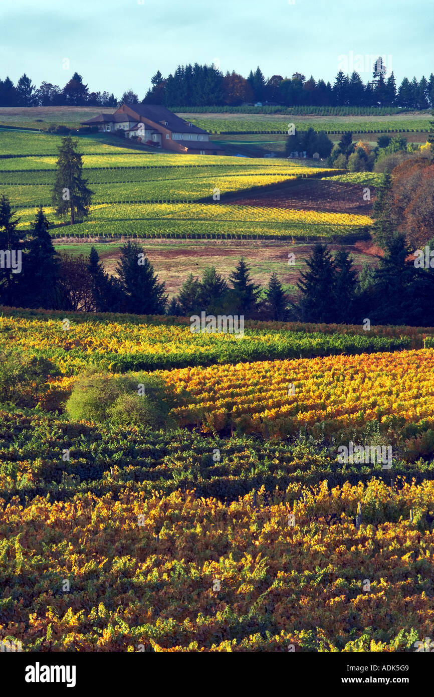 Sokol Blosser viñedos en otoño de color Oregon Foto de stock