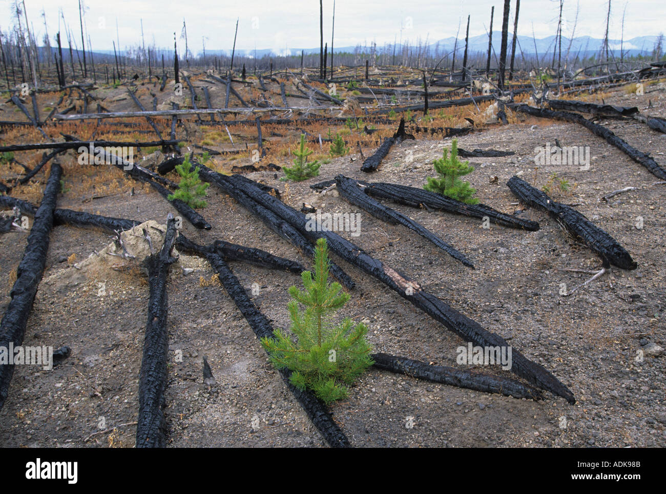 Regeneración del hábitat Lodge Pole pinos después del incendio de 1988 Parque Nacional Yellowstone Foto de stock
