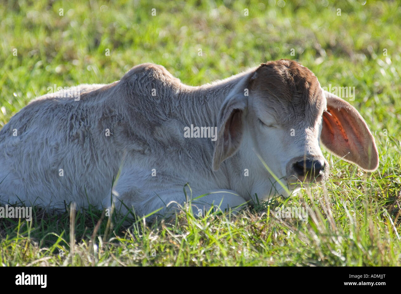 Ganado Brahman, ternero acostado en pasto pasto Foto de stock