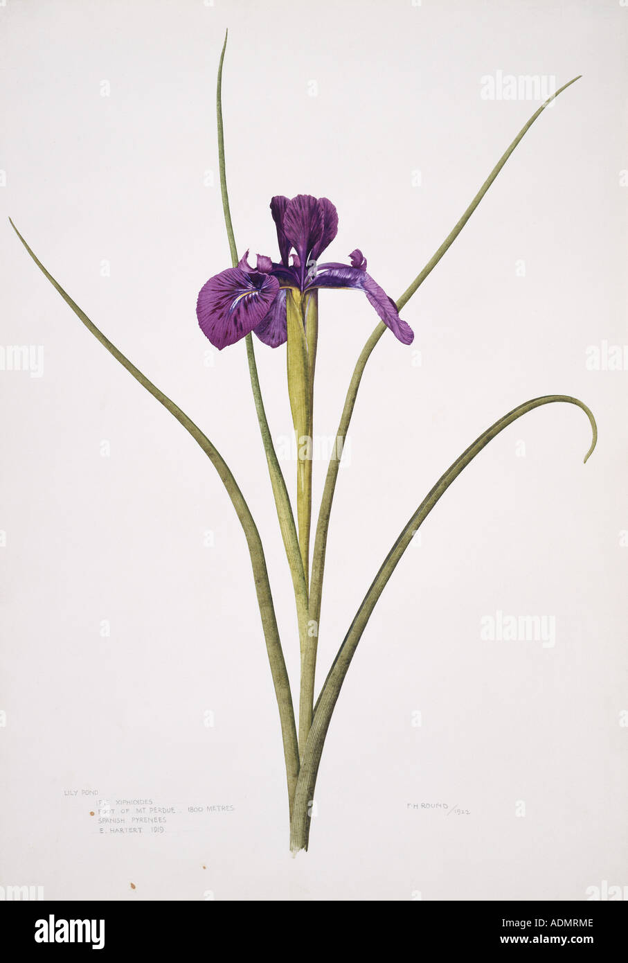 Iris Iris xiphioides inglés Foto de stock