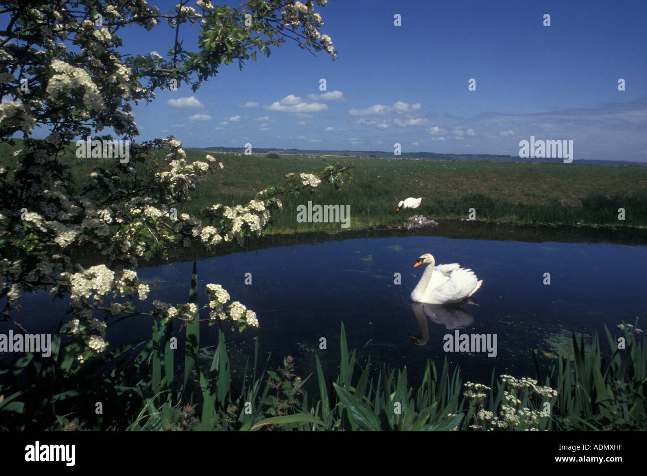 Familia de cisnes mudos en Romney Marsh Kent England Foto de stock
