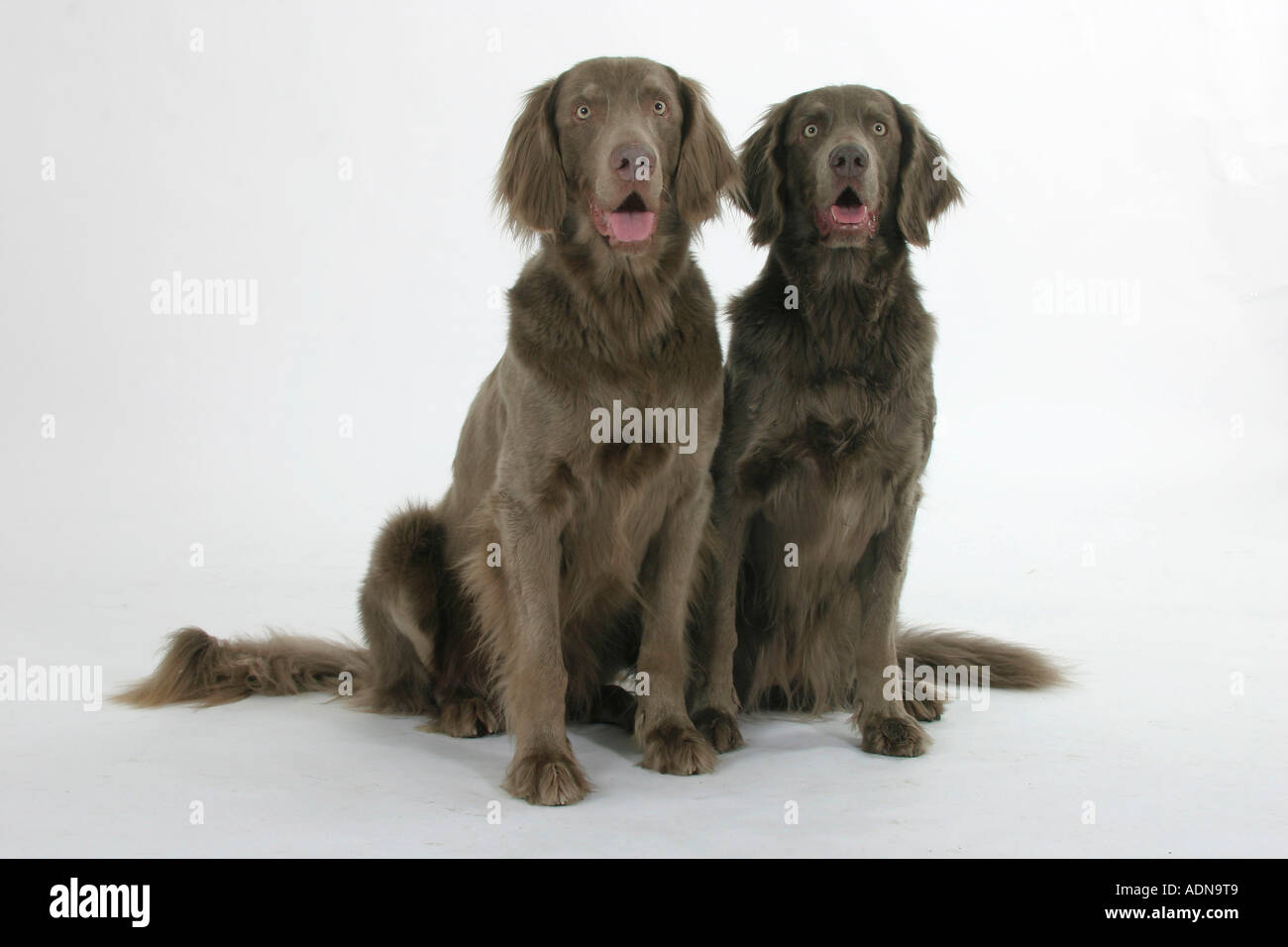 Weimaraner de pelo largo fotografías e imágenes de alta resolución - Alamy