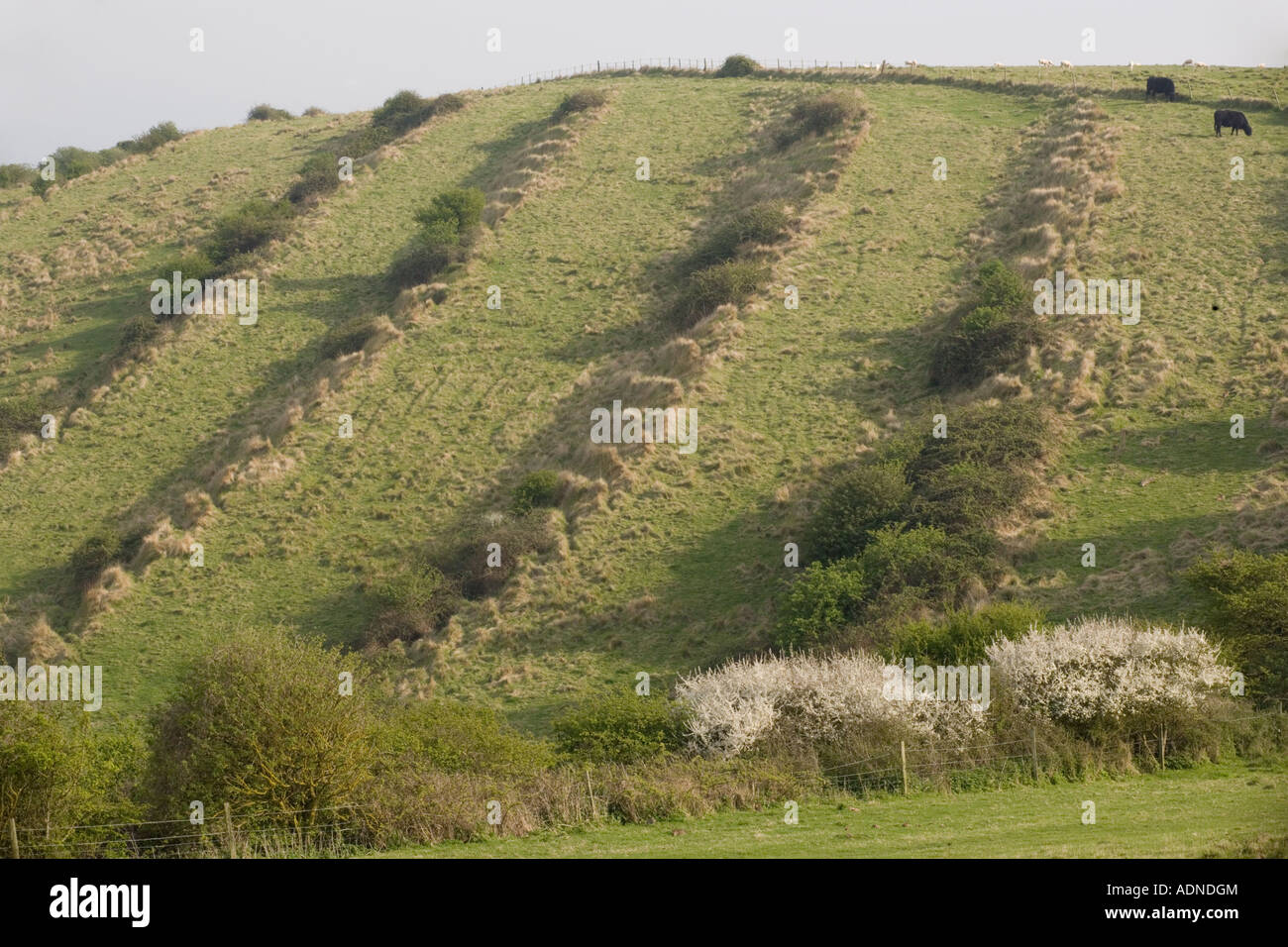 Lynchets medieval en piedra caliza cerros antiguas terrazas de cultivo cerca de Worth Matravers Dorset Foto de stock