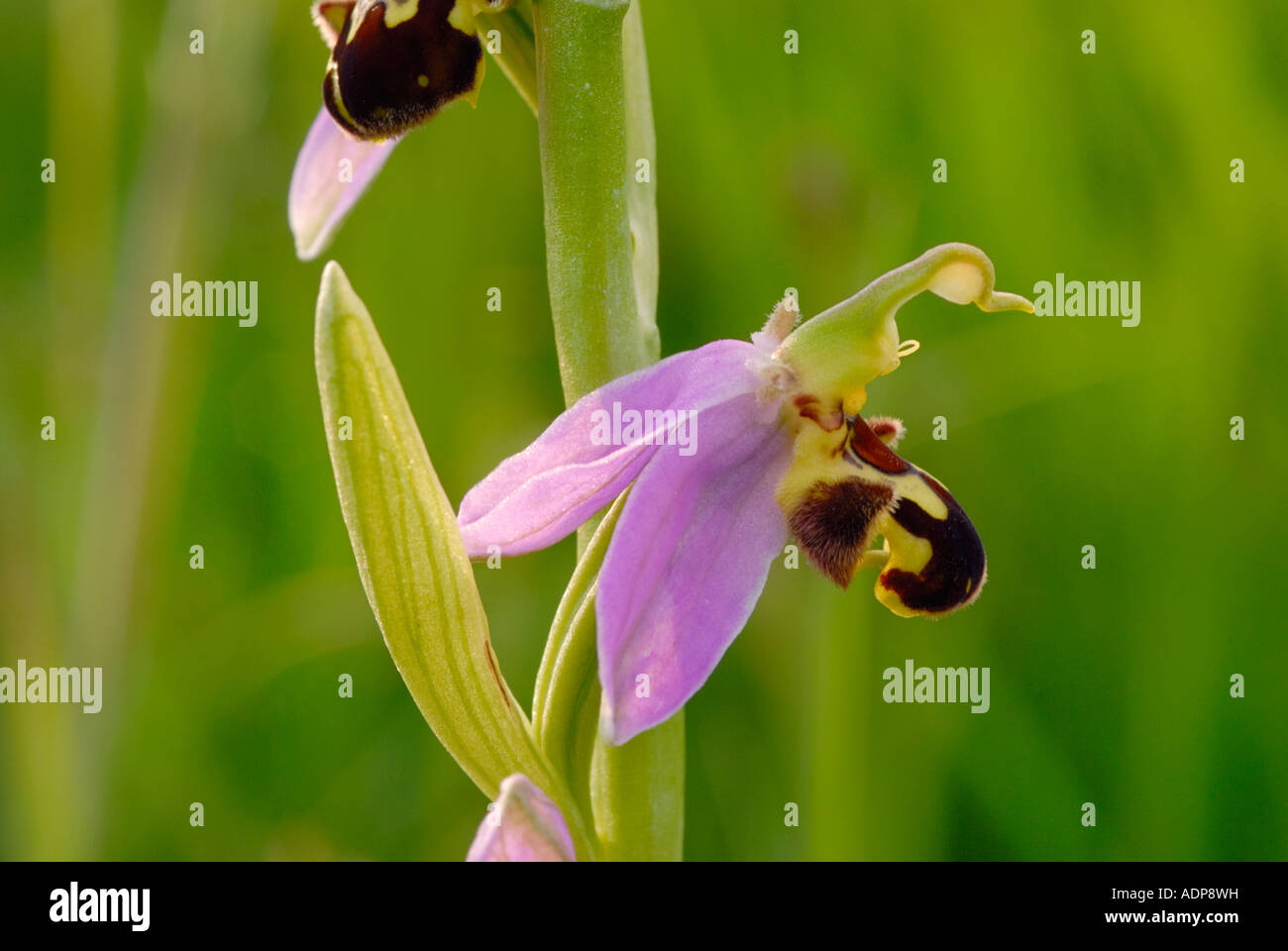 Cerca de ophrys apifera Orquídea abeja Foto de stock
