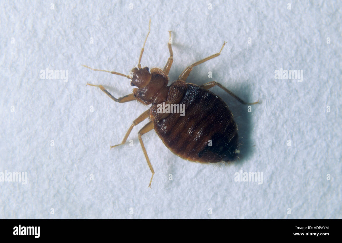 Bed bug Cimex lectularius adulto Foto de stock