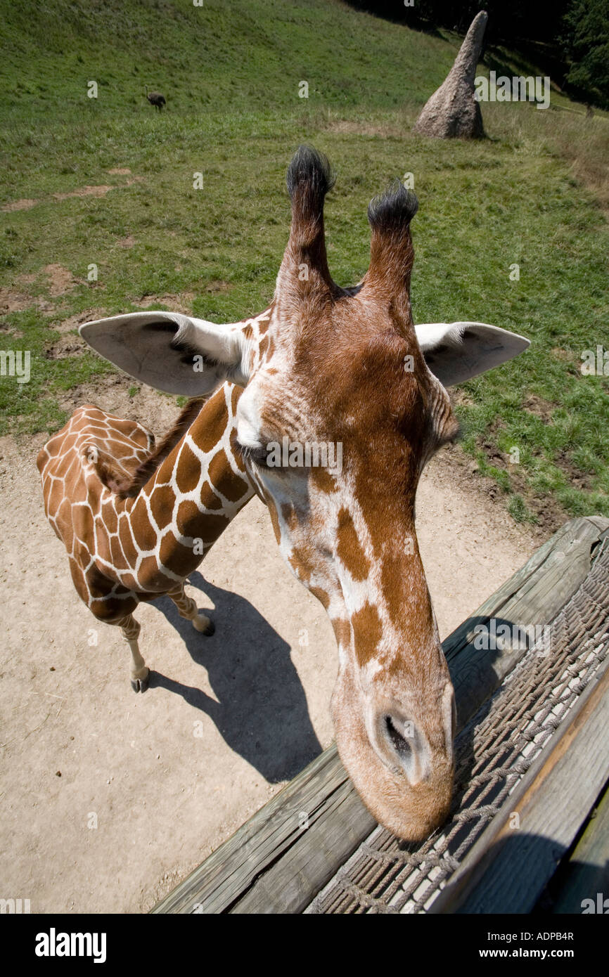 Battle Creek, Michigan, una jirafa en el África salvaje exhibición en el Binder Park Zoo Foto de stock
