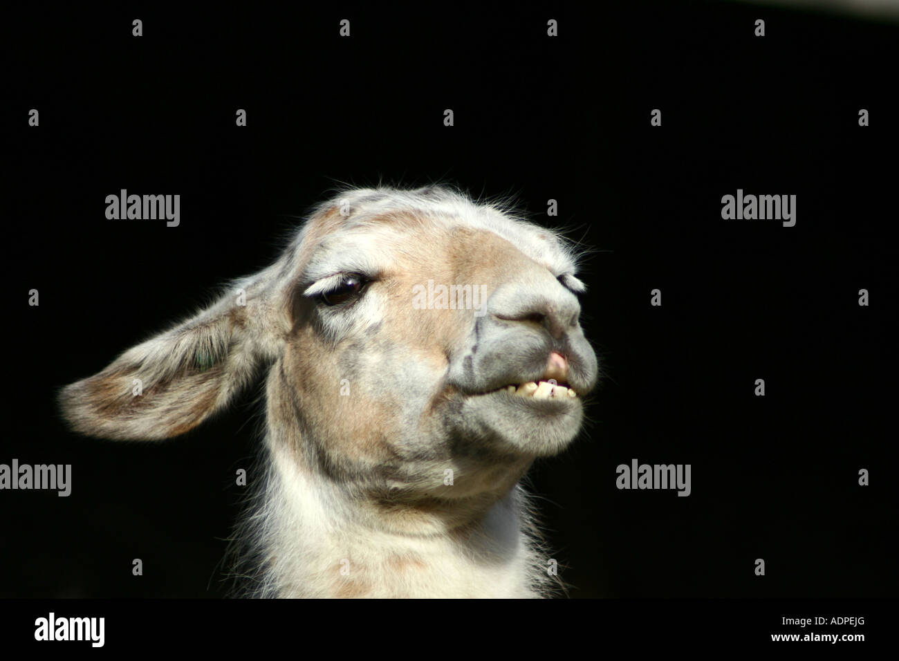 Cabeza de guanaco (Lama guanicoe Foto de stock