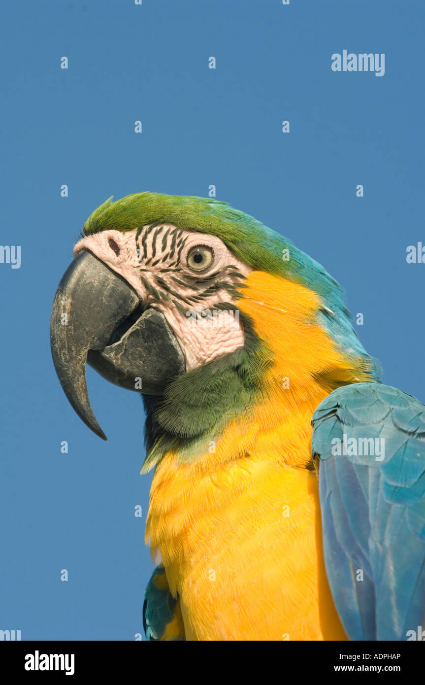 Guacamayo azul y amarillo (Ara ararauna) Río Negro, Amazonia Brasil Foto de stock