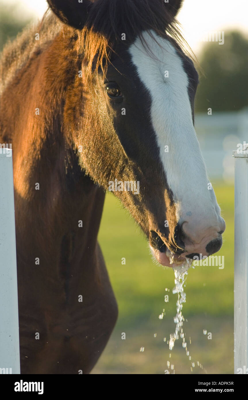 Shire caballo de tiro weanling babeo después de beber agua en el comedero de agua Fotografía de