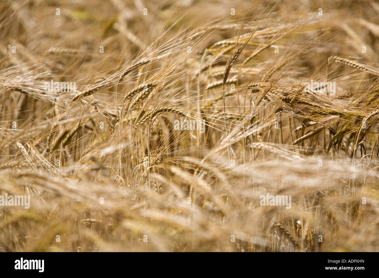 Vista de primer plano de la cebada dorada madura lista para la cosecha Foto de stock