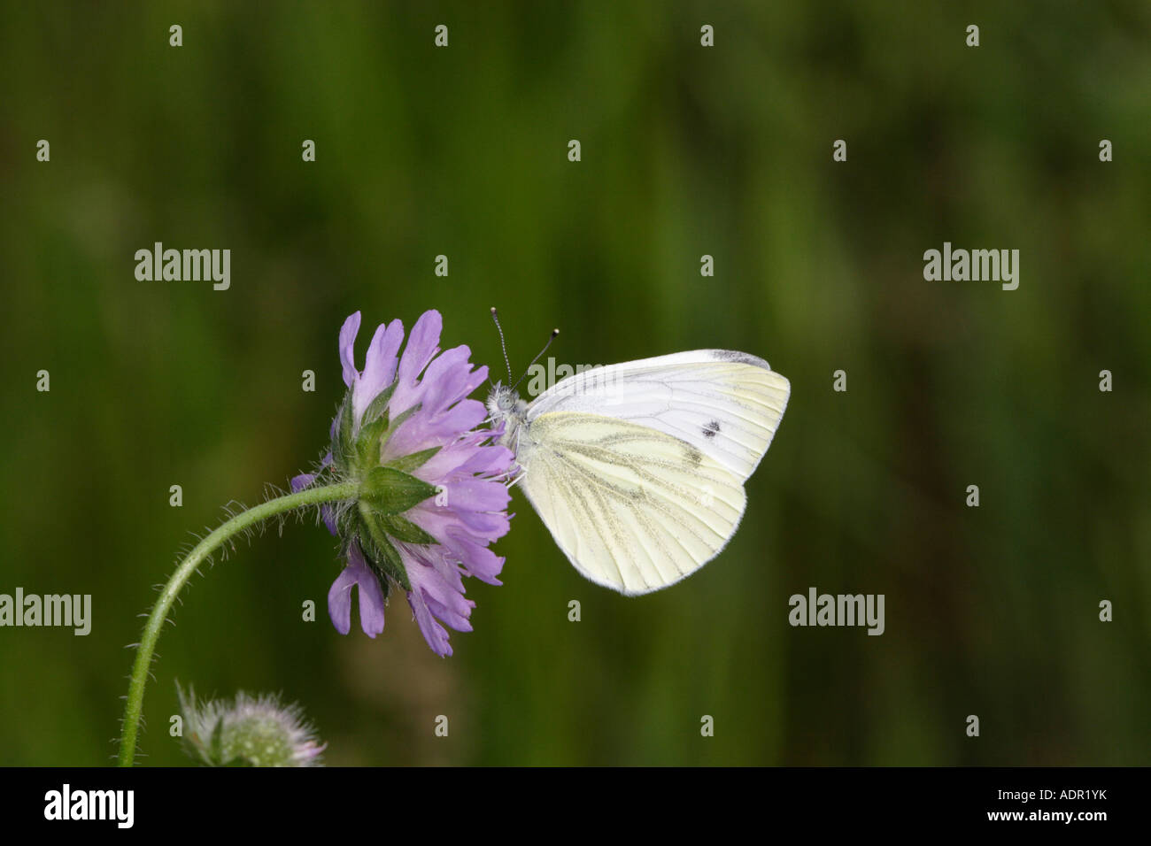 Pequeñas mariposas Pieris rapae (blanco) en la flor de la Viuda Fotografía de stock - Alamy Pequeñas mariposas Pieris rapae (blanco) en la flor de la Viuda Fotografía de stock - Alamy