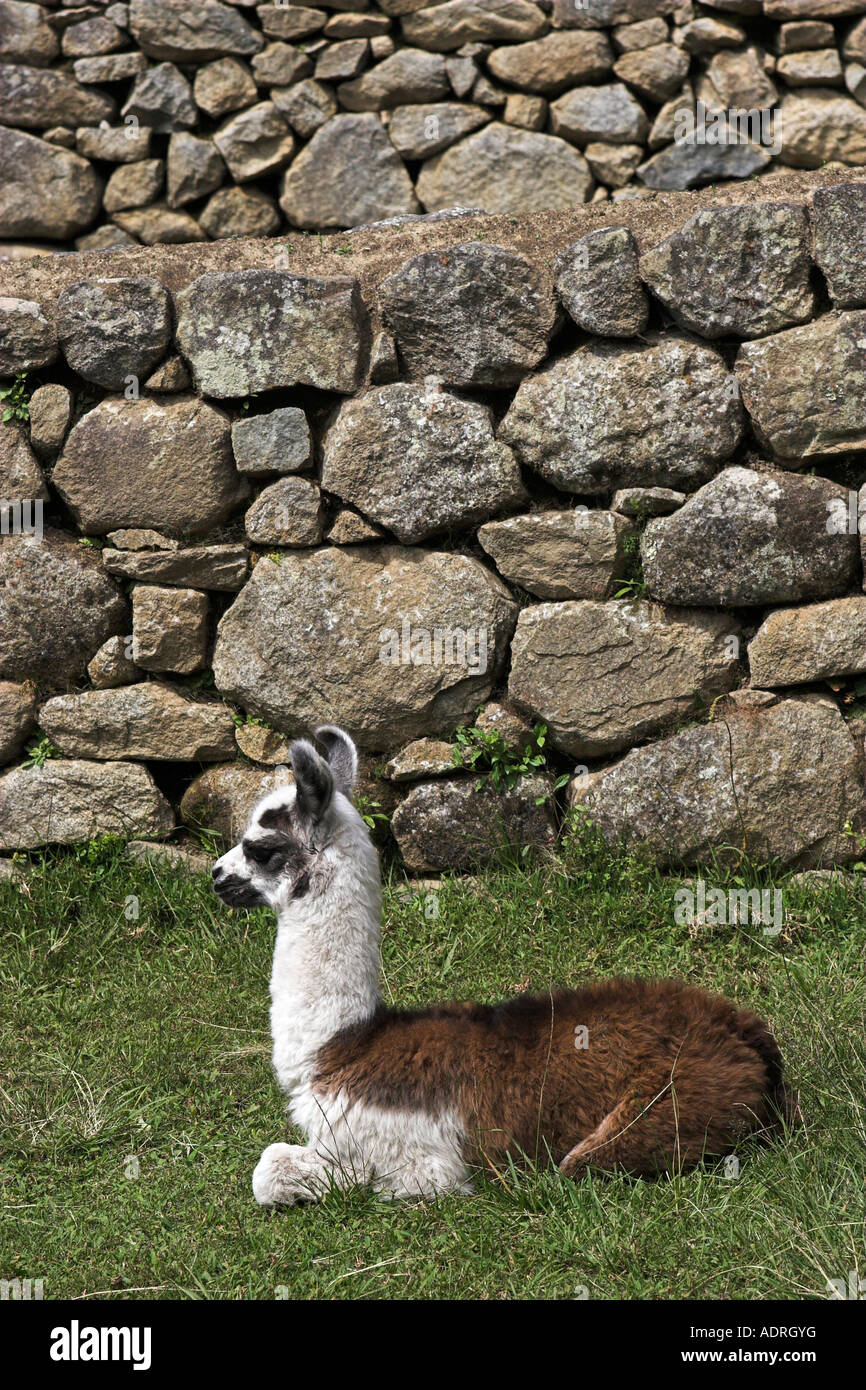 [Machu Picchu] [la llama Lama glama], lindo bebé animal sentado en la hierba en ruinas, Perú, 'South America' Foto de stock